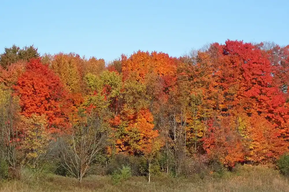 Bright red and orange autumn maples along a field edge in Brunswick, Ohio