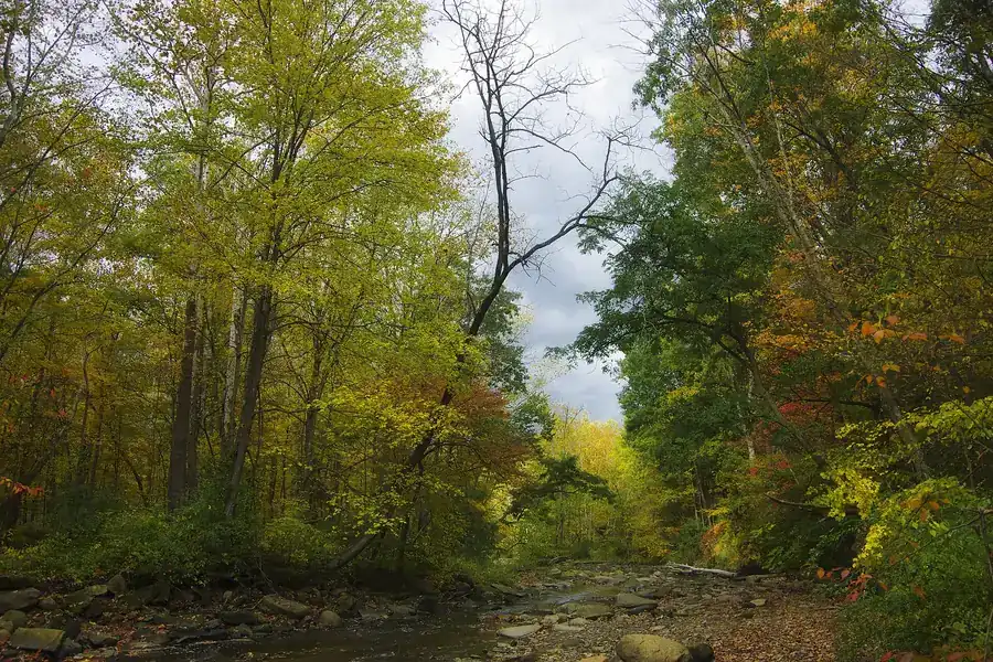 A creek running through dense autumn woods in the Cuyahoga Valley near Sagamore Hills Township, Ohio